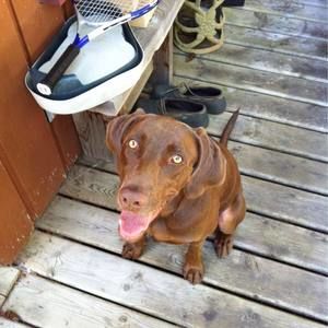 Meet your Posher, Will